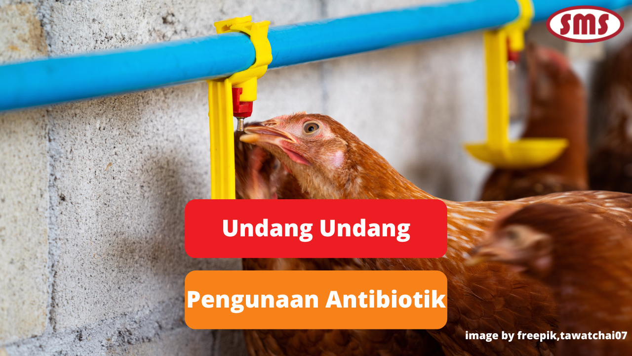 Upaya Pemerintah Dalam Mengatasi Resistensi Antibiotik Pada Ternak